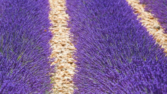 Bee hives on lavender fields