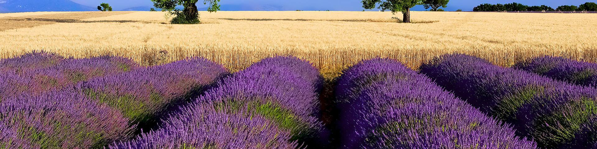 Lavande Ble Provence Amouton