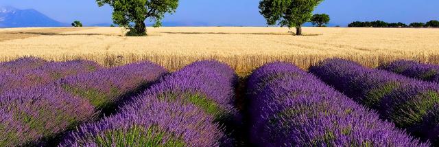 Lavande Ble Provence Amouton