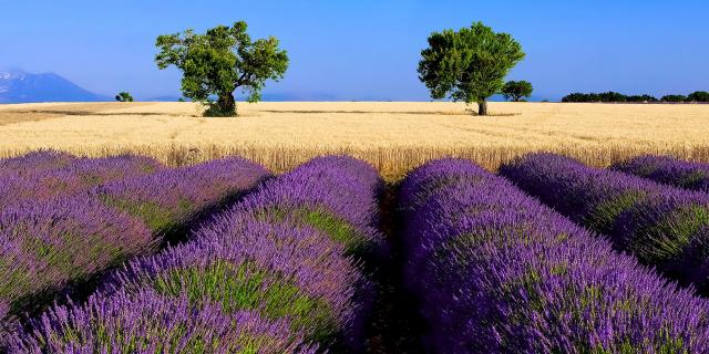 Lavande Ble Provence Amouton