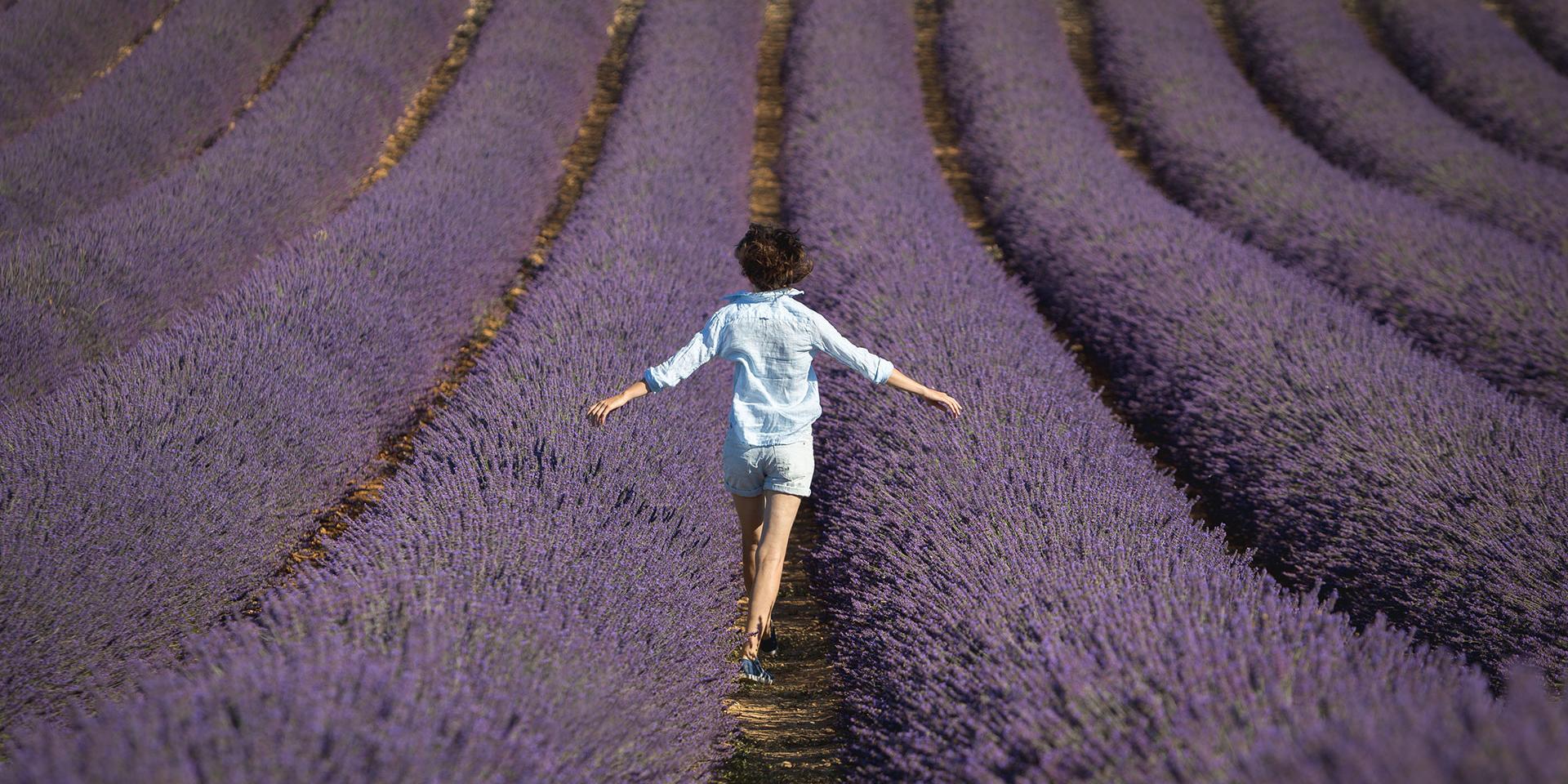 Lavande Provence Fecochard 1