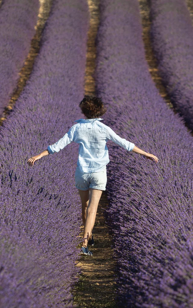 Lavanda di Provenza Fecochard 1