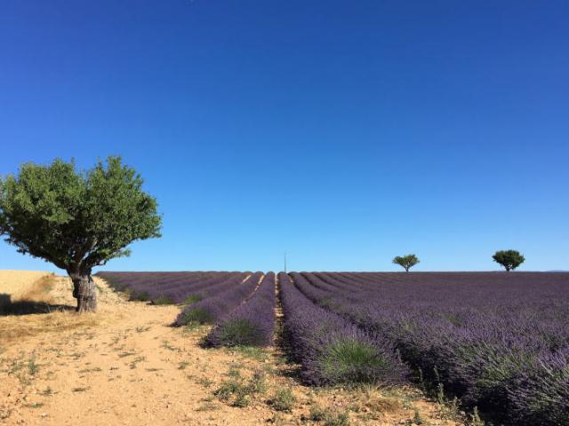 lavande-valensole-1.jpg