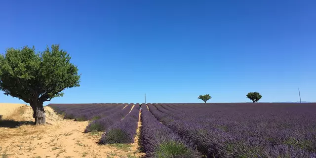 lavande-valensole-cchillio.jpg