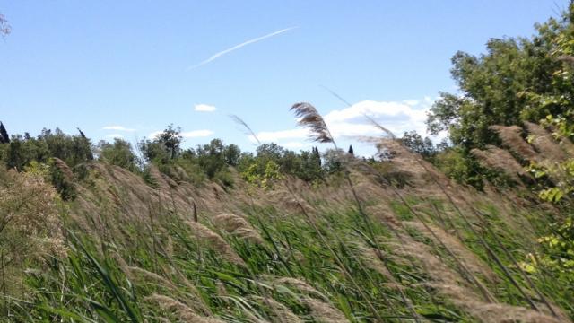 marais-du-vigueirat-camargue-provence-c-chillio.jpg