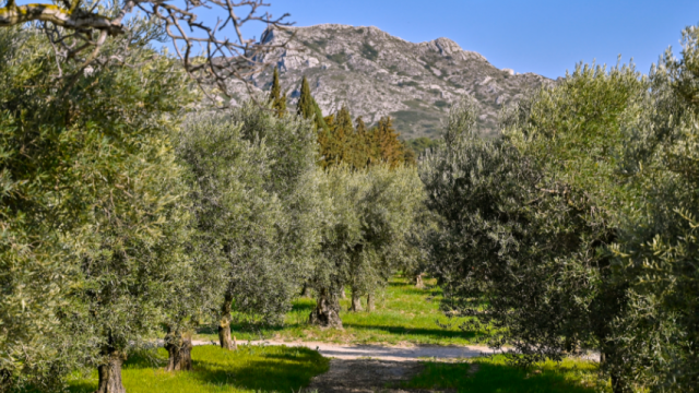 massif-des-alpilles-p-magoni-1.png