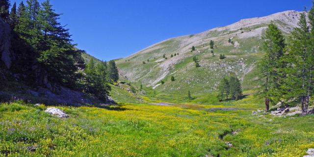 Nature Alpes Mbensa Pnmercantour