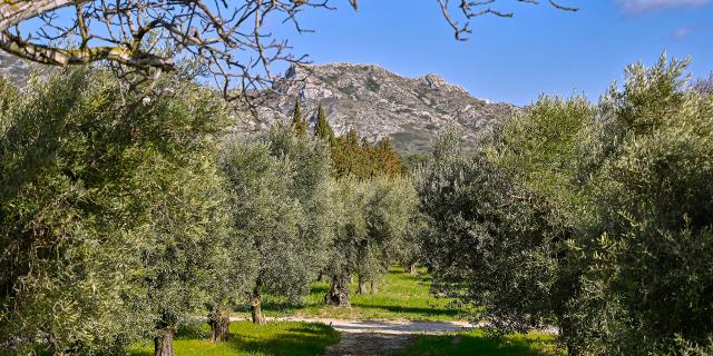 olivier-alpilles-provence-pmagoni-1.jpg