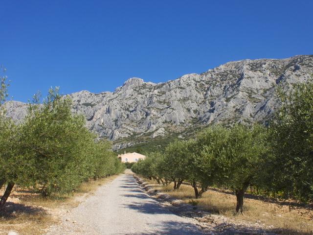 oliviers-alpilles-provence-c-marchand.jpg