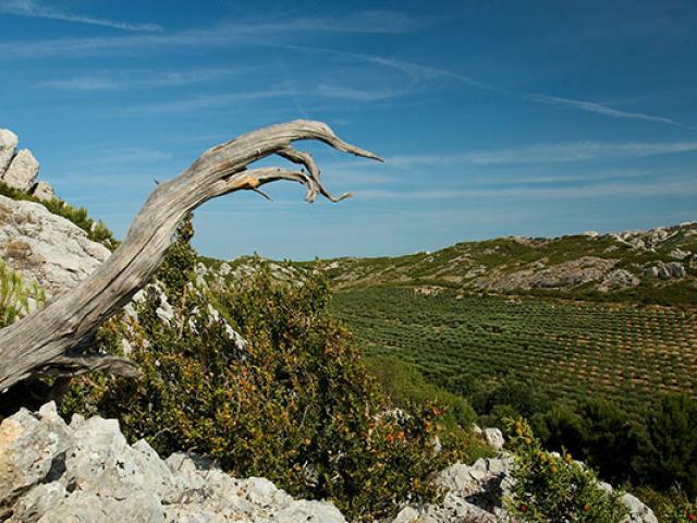 Parc Naturel Regional Alpilles Jms