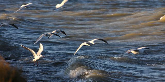 parc-ornithologique-camargue-paca-vinzi-vevrard-2.jpg