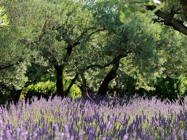 Parcs Naturels Regionaux Mas De Loulivie