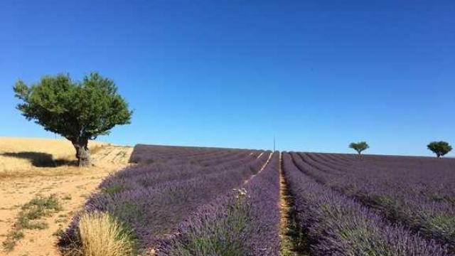 Plateau De Valensole Marchand 1 1