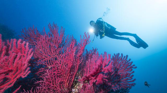 Plongee Sous Marine F Launette