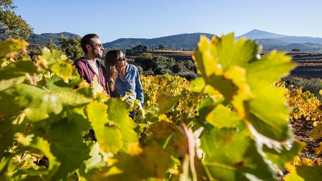 provence-vigne-tseray.jpg