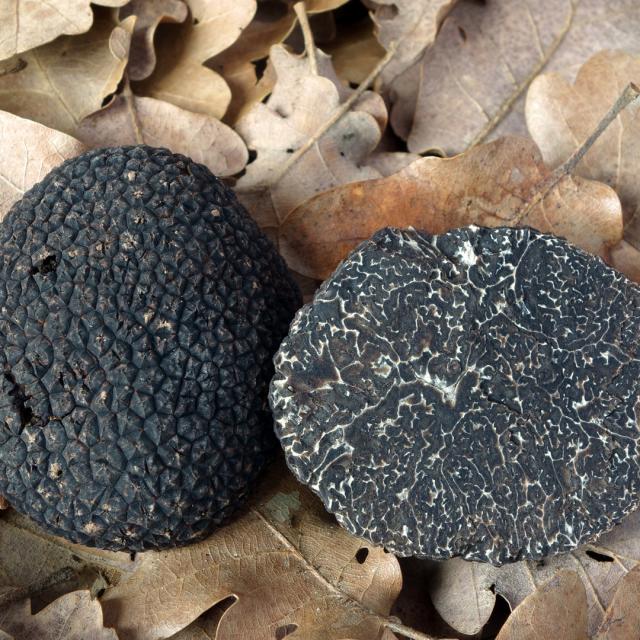 black truffles