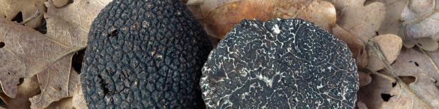 black truffles