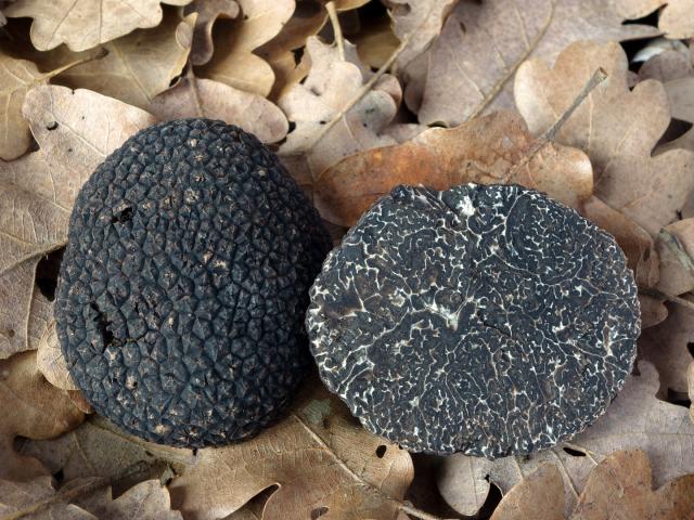 black truffles