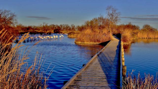 sites-naturels-etangs-camargue-paca-amouton-2.jpg