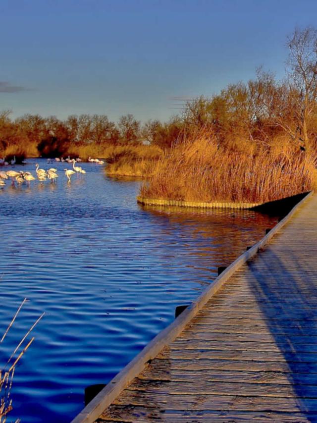 sites-naturels-etangs-camargue-paca-amouton-2.jpg