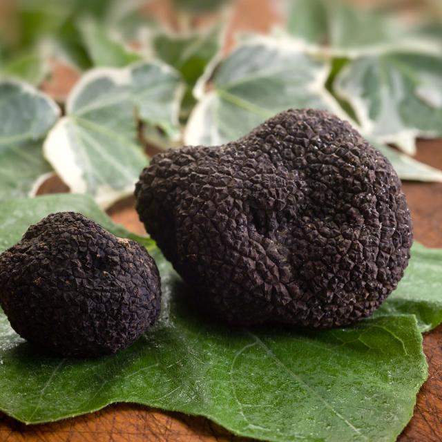 Truffe Noir Perigord Mmeyer F33877355