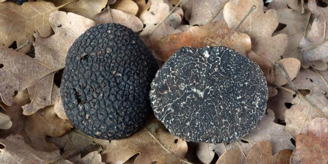 black truffles