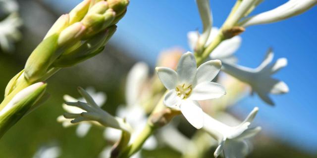 Tubereuse Fleurs Grasse Alain Issock 1