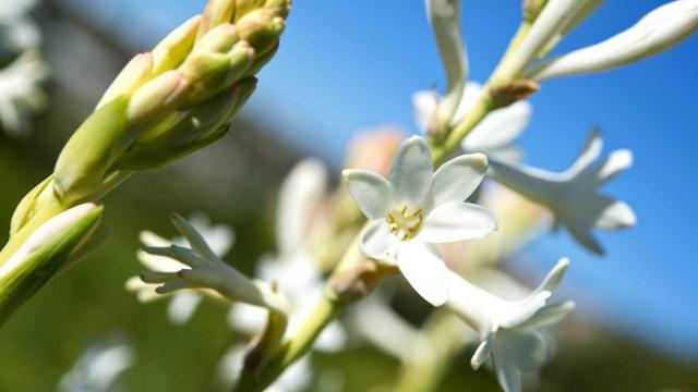 Tubereuse Fleurs Grasse Alain Issock 1