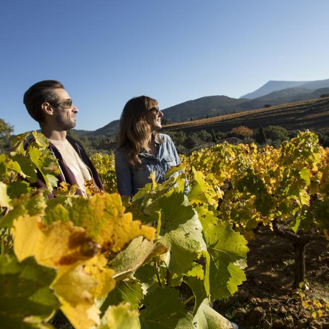 Valle Du Rhône Mont Ventoux