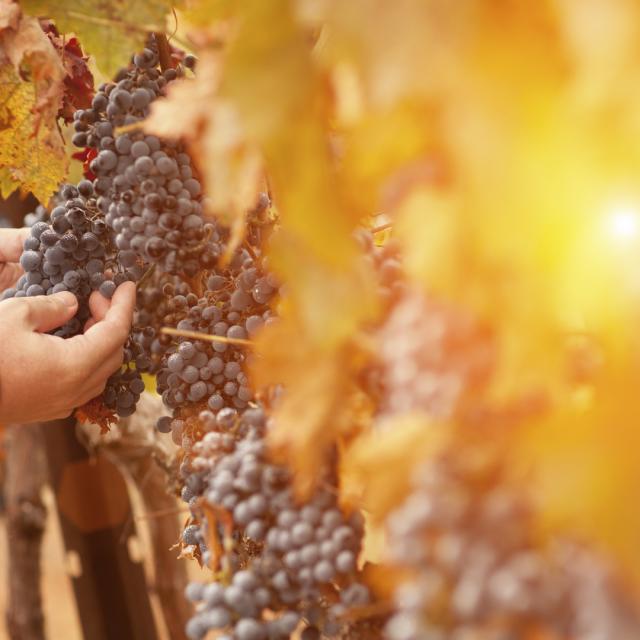 Farmer Inspecting His Wine Grapes In Vineyard