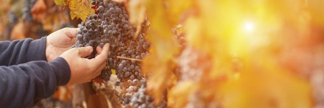 Farmer Inspecting His Wine Grapes In Vineyard