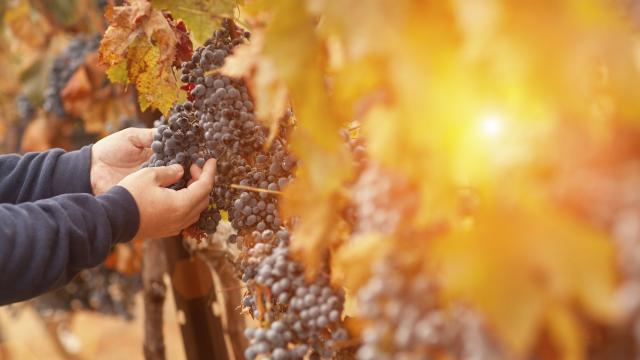 Farmer Inspecting His Wine Grapes In Vineyard