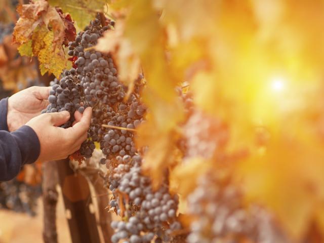 Farmer Inspecting His Wine Grapes In Vineyard