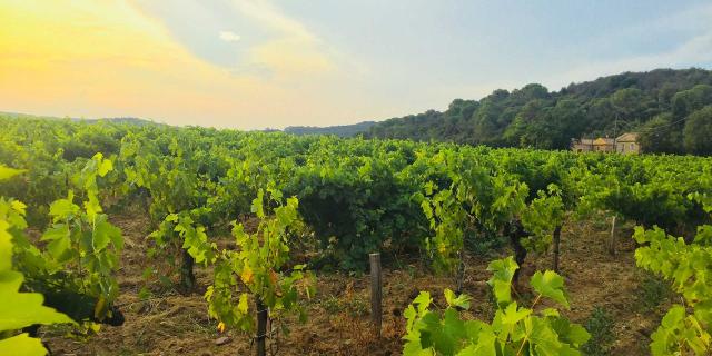 vignoble-vaucluse-mdiduca-2.jpg