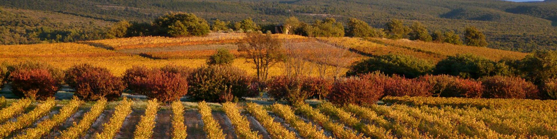 Vignobles D Automne Copyright Dignac Benoit Vaucluse Provence 2387