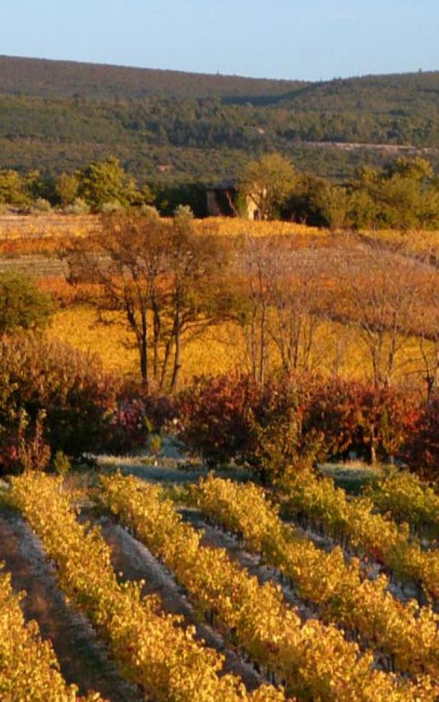 Vignobles D Automne Copyright Dignac Benoit Vaucluse Provence 2387