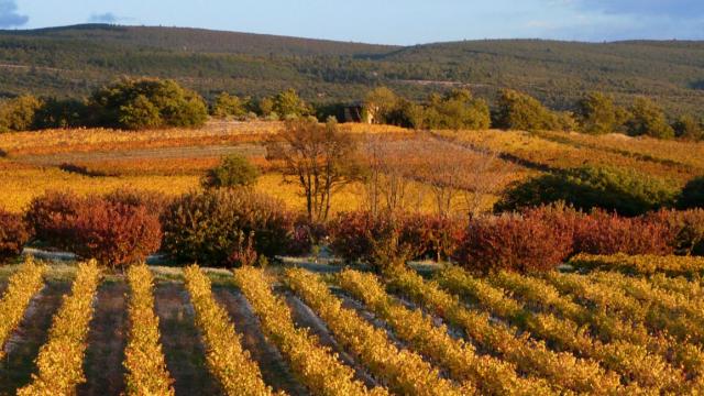 Vignobles D Automne Copyright Dignac Benoit Vaucluse Provence 2387