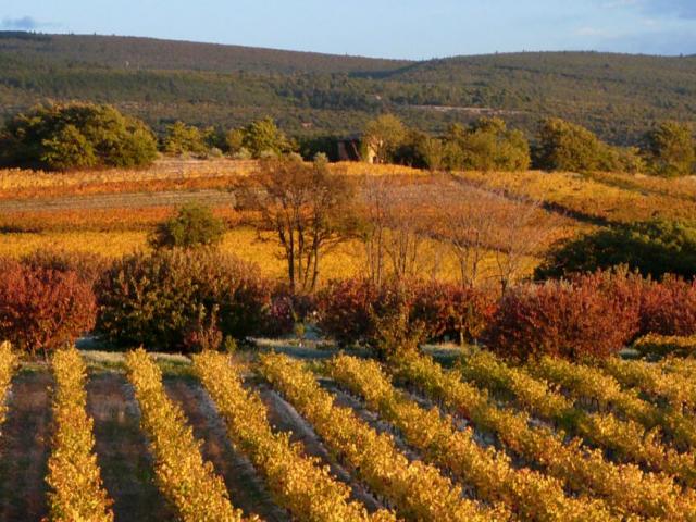 Vignobles D Automne Copyright Dignac Benoit Vaucluse Provence 2387