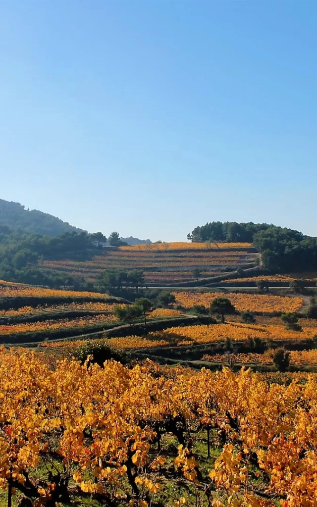 vignobles-vaucluse-automne-c-chillio.jpg