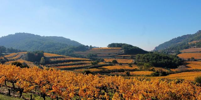 vignobles-vaucluse-automne-c-chillio.jpg