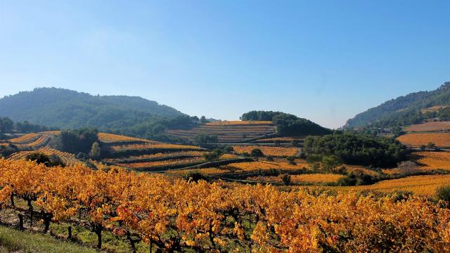 vignobles-vaucluse-automne-c-chillio.jpg