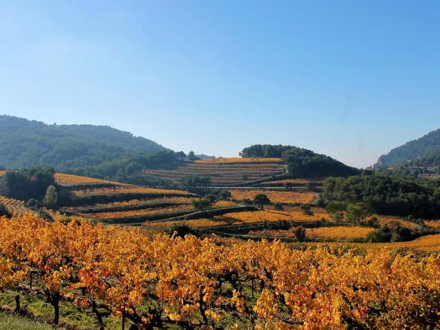 vignobles-vaucluse-automne-c-chillio.jpg