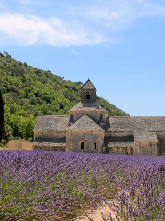 Abbaye de Sénanque et champ de lavande