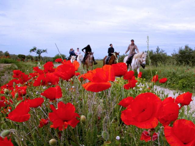 balade-cheval-alpilles-vevrard.jpg