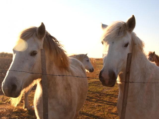 balade-cheval-camargue-vinzi-v-evrard.jpg