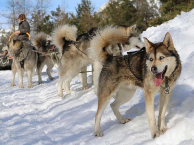 Bivouac Gourmand Loup Praloup Alpes Montagnesdubaye