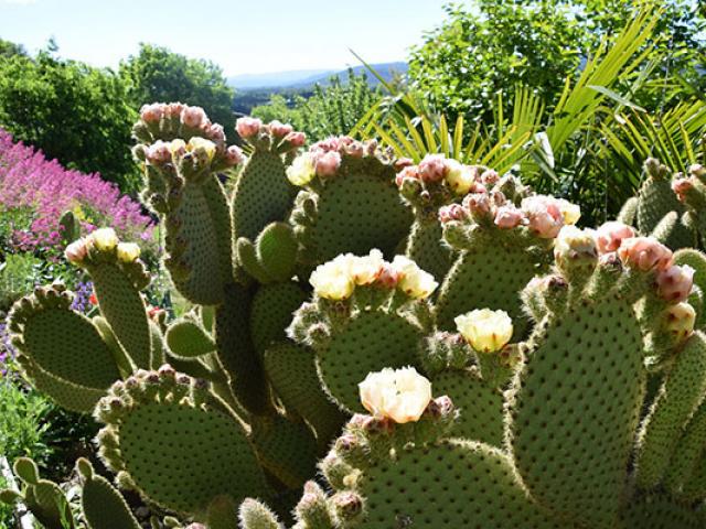 cactus-couleur-garance.jpg