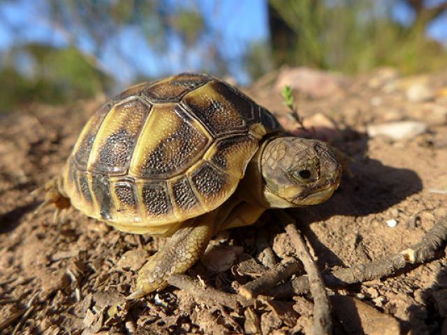 carnoules-village-tortues.jpg