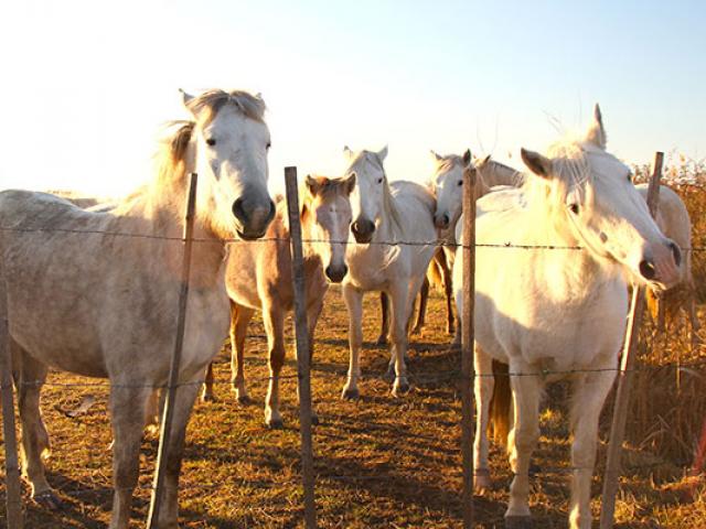 chevaux-camarguais-vevrard.jpg