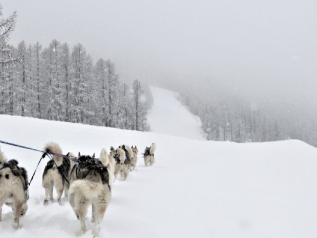 Chiens De Traineau Crevoux Alpes Mdi Duca 3